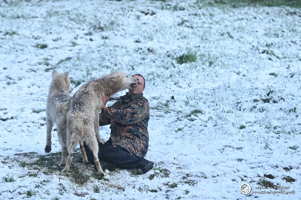 Polarwölfe Arctic wolves Anyu Nova Yuki